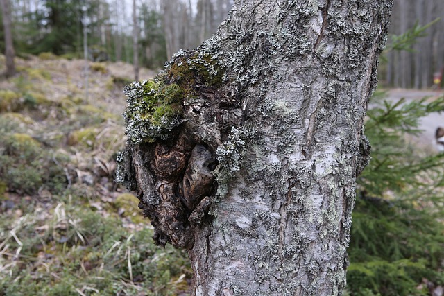 Inonotus obliquus chaga